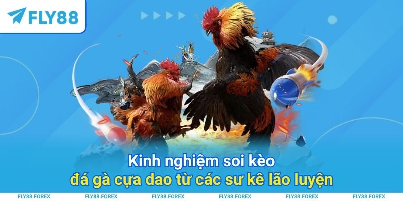 Kinh nghiệm soi kèo đá gà cựa dao từ các sư kê lão luyện